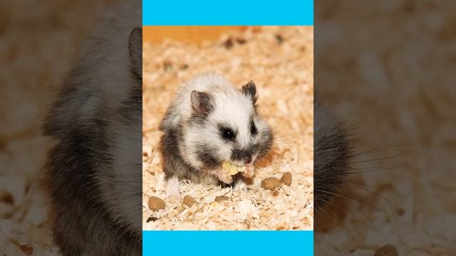 КАК ВЫБРАТЬ ХОМЯЧКА | ПОКУПКА ХОМЯКА | ПЕРВЫЙ ДЕНЬ ХОМЯЧКА ДОМА ? | Жили были хомяки смотреть онлайн