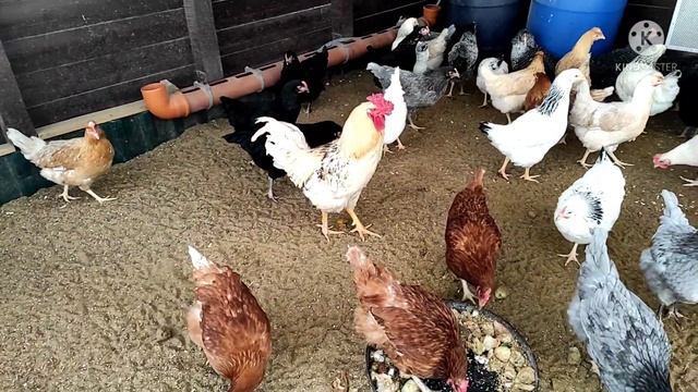 Деревенский курятник. Два петуха в одном загоне смотреть онлайн