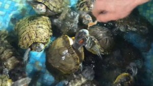 УКУС КРАСНОУХОЙ ЧЕРЕПАХИ! Сможет ли черепаха нанести повреждения?