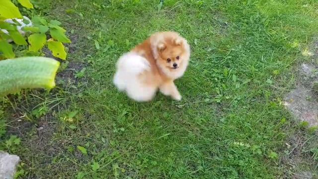 За огурчик Родину продам смотреть онлайн