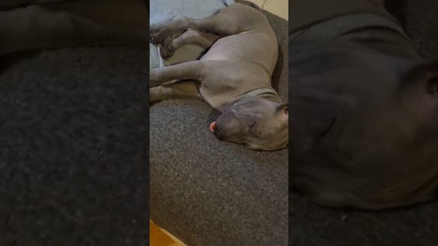 спящая красавица #тайскийриджбек #щенки #puppy #thairidgeback