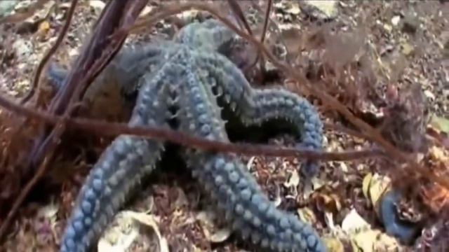 Человек Киборг Робот Тайны бессмертия... смотреть онлайн