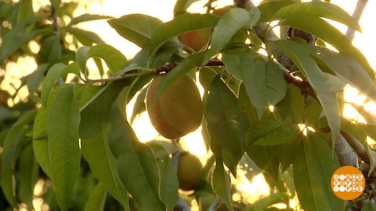 Первый канал