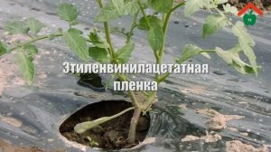 Агроволокно для грядок теплиц и парников. Какой выбрать купить укрывной материал агроткань, спанбон