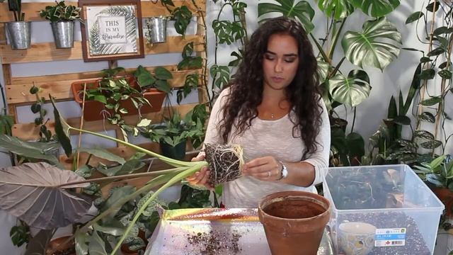 HOW TO CARE FOR AN ALOCASIA REGAL SHIELD PLANT + REPOT WITH ME смотреть онлайн