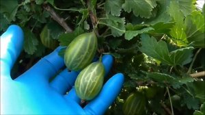 ЗЕЛЕНЫЙ БУТЫЛОЧНЫЙ-  крыжовник с невероятно крупной ягодой! Крупнее я не видела.....