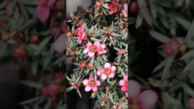 Leptospermum scoparium