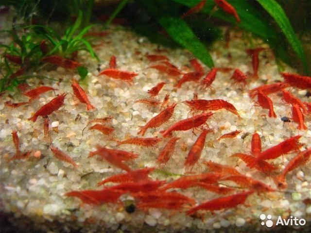 Креветки вишни, черри, размножение, содержание, кормление и совместимость с рыбами в аквариуме! смотреть онлайн