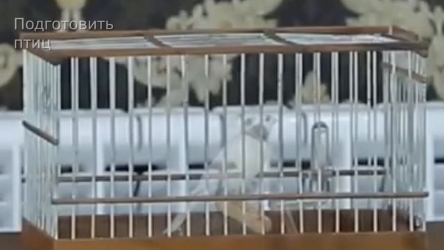 Пение Канарейки Для Обучения 2 Канарейки. Песня канарейка. Тренировка канареек кенара поёт Птицы смотреть онлайн