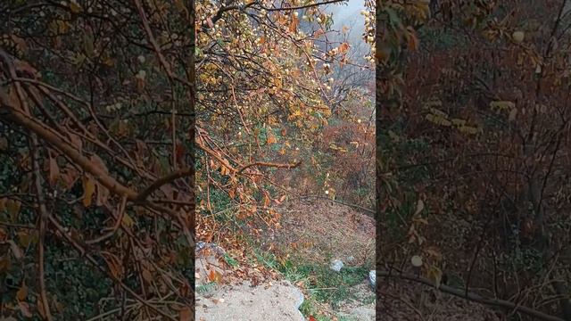 Мелодии ноября.Варзоб. Осенние мотивы гор. смотреть онлайн