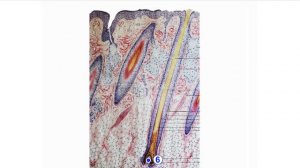 кожа и ее производные