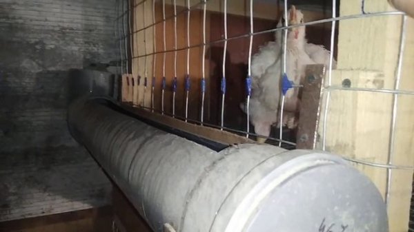 Новая клетка для бройлеров своими руками