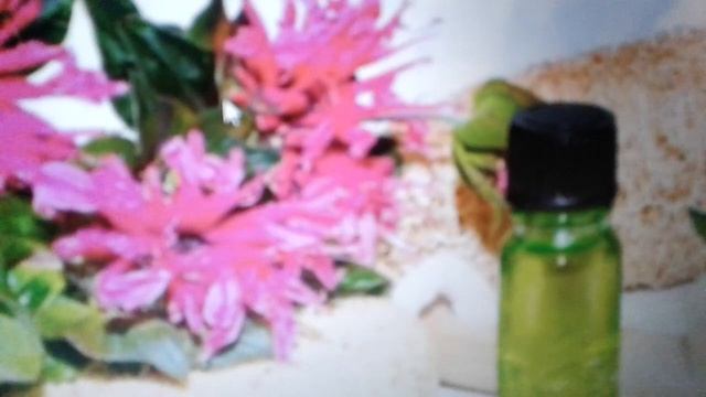 Масло монарды: свойства и примение. смотреть онлайн