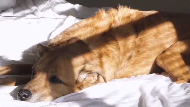 ЗАЧЕМ ЧЕЛОВЕКУ СОН? смотреть онлайн