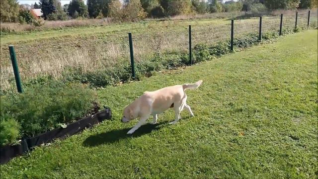 Участок надёжно защищён