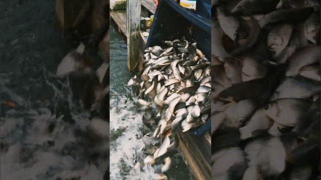 Рыбалка Крым 2023 год Строгановка зарыбление карась 500 кг малый пруд. смотреть онлайн