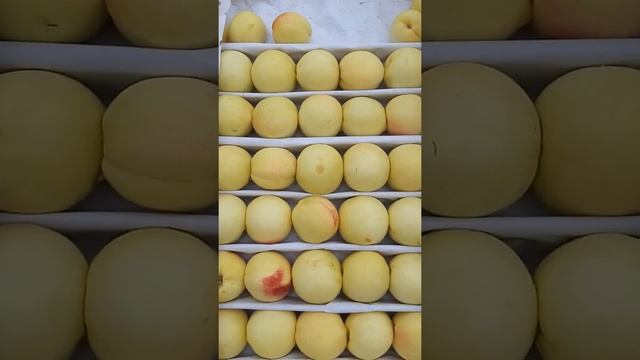 ЦЕНА НА РЫНОК ИРКУТСК ТАШКЕНТ ТОВАР смотреть онлайн