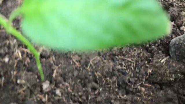 Арск. Посадка сладких стручковых перцев 12.08.2020. смотреть онлайн