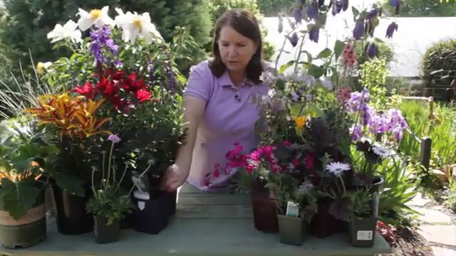 Summer Perennial Flower List смотреть онлайн