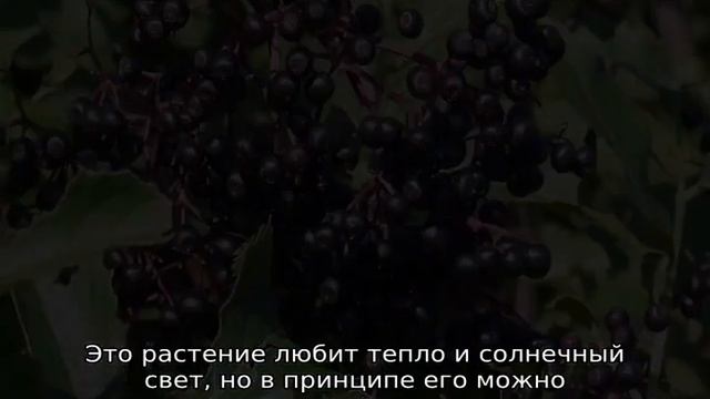 Бузина черная: описание, сфера применения, где растет смотреть онлайн