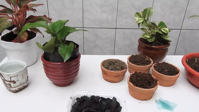 3 Plantas Fuertes Para El Interior
