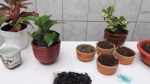 3 plantas fuertes para el interior