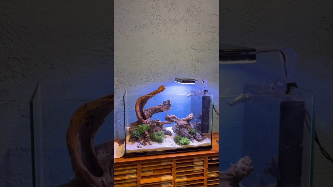 26 ноября 2022 года прошел мастер-класс «Запускаем аквариум с живыми растениями». смотреть онлайн