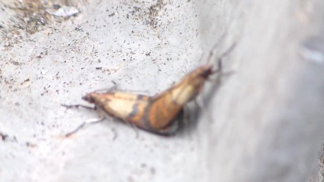 Как спаривается моль. Самка и самец моли - брачный период. Спаривание моли. Так размножается моль смотреть онлайн