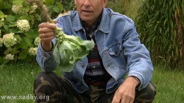 Капуста Как сохранить урожай Отвечает Николай Рабушко смотреть онлайн