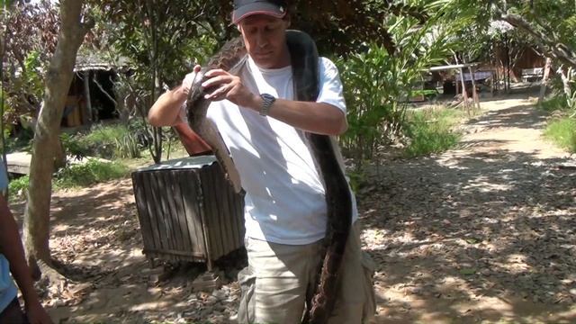 Holding Large Python in Mekong Delta, Vietnam смотреть онлайн