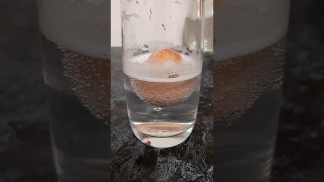 Эксперимент с яйцом и уксусом?????? смотреть онлайн