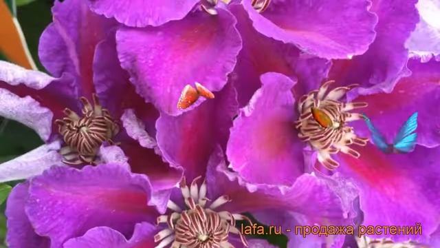 Клематис крупноцветковый Ашва (clematis ashva) ? Ашва обзор: как сажать, саженцы клематиса Ашва смотреть онлайн