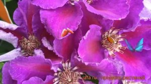 Клематис крупноцветковый Ашва (clematis ashva) ? Ашва обзор: как сажать, саженцы клематиса Ашва