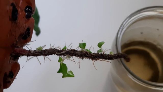 ВЫ ТАКОГО ТОЧНО НЕ ВИДЕЛИ!!! Оказывается стрептокарпусы могут еще и так!! смотреть онлайн