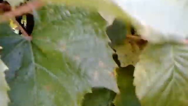 Виноград с телефона video 2012 10 01 14 47 53 смотреть онлайн