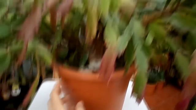 10 reasons why your Christmas cactus / Thanksgiving Cactus is not flowering смотреть онлайн