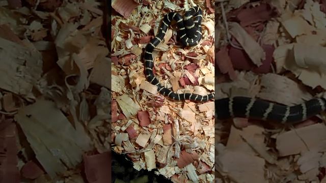 California King Snake eating mouse ALIVE- GRAPHIC смотреть онлайн