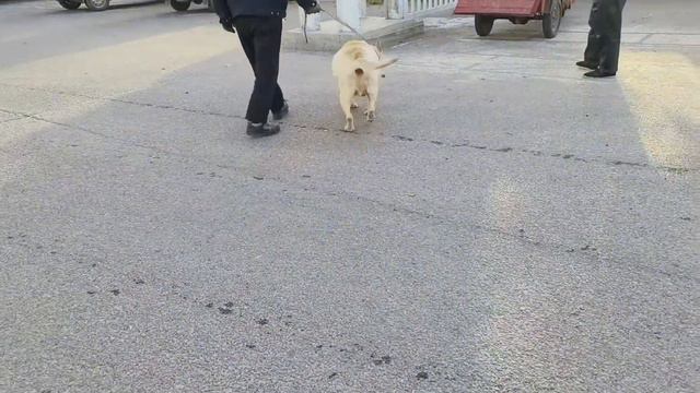 136斤拉布拉多實屬罕見，背寬七寸，淪落狗市引眾人圍觀 смотреть онлайн