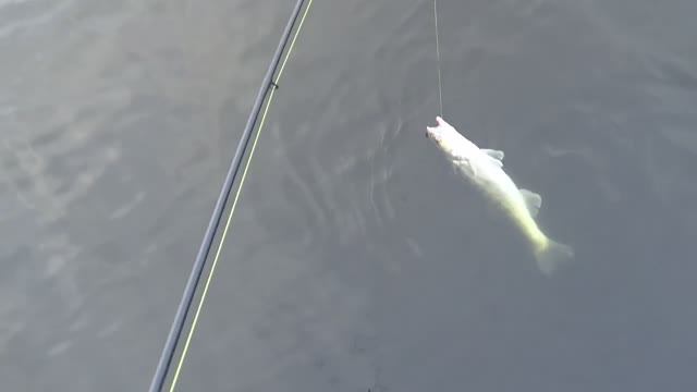 Батл .1_0. Спиннинг -фидер волжанка  мастер 40+ ,против спиннинга JOHNSCOO  VIVID PLUS S702 LML.