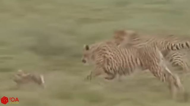 CHEETAH HUNTING RABBIT | Animal In The Wild смотреть онлайн