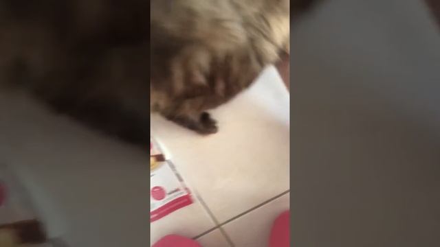 Правильно отжимать у кошки мочевой. Способ 2. смотреть онлайн
