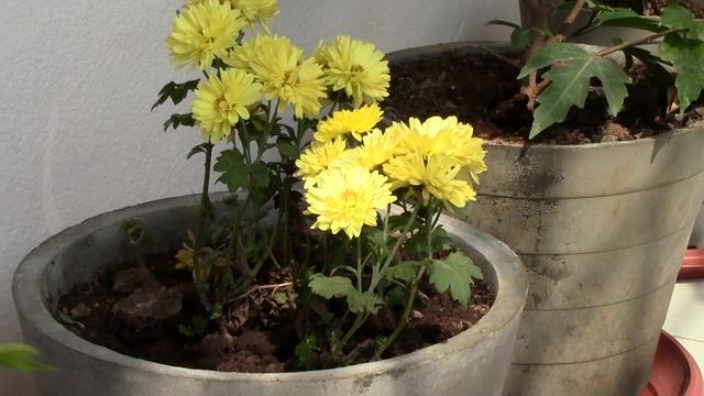 Focus Test - Canon Legria HF R306 смотреть онлайн