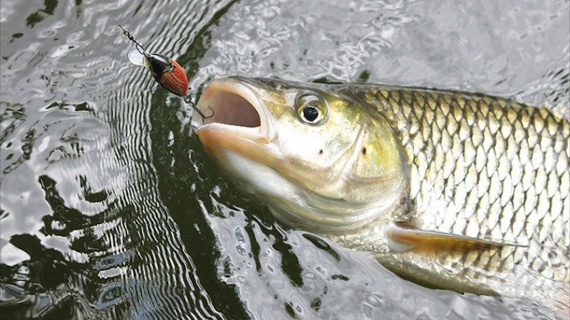 Лучший воблер на голавля 2019. Снова с трофеем!!! смотреть онлайн