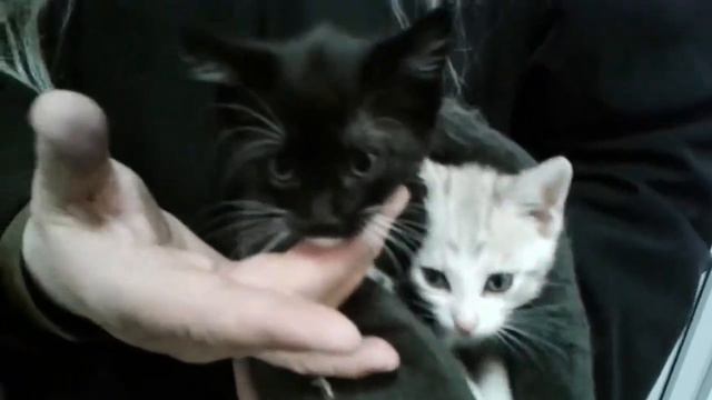 Котята в добрые руки смотреть онлайн