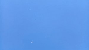 Курские голуби Семенихина Олега г.Липецк