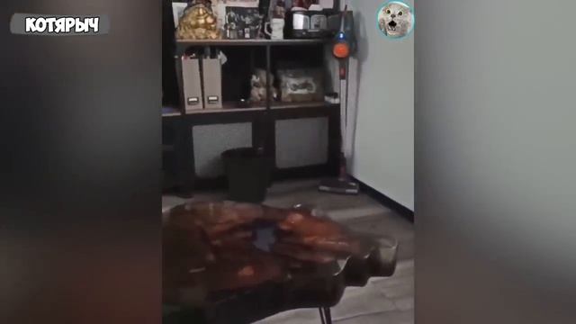 ПРИКОЛЫ С ЖИВОТНЫМИ?? _ СМЕШНЫЕ КОТЫ и СОБАКИ? (1) смотреть онлайн