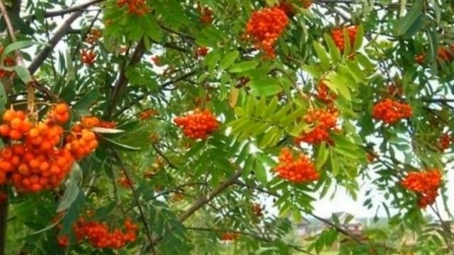 Рябинушка смотреть онлайн