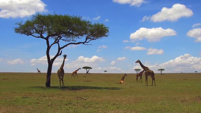 HOW LONG IS A GIRAFFE'S TONGUE ? смотреть онлайн
