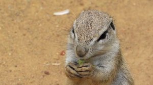 КАК КРИЧИТ СУСЛИК, ЗВУКИ СУСЛИКА