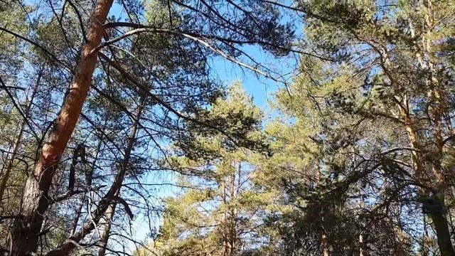 Осенний лес смотреть онлайн
